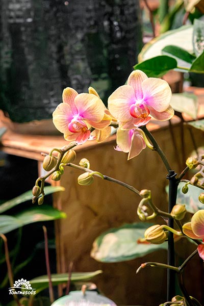 Phalaenopsis Edytha